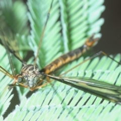 Ptilogyna sp. (genus) at Hall, ACT - 17 Mar 2019