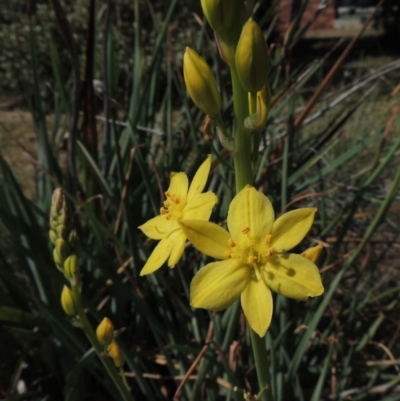 Bulbine glauca (Rock Lily) at Pollinator-friendly garden Conder - 15 Oct 2015 by michaelb