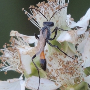 Podalonia tydei at Paddys River, ACT - 20 Feb 2019 06:40 PM