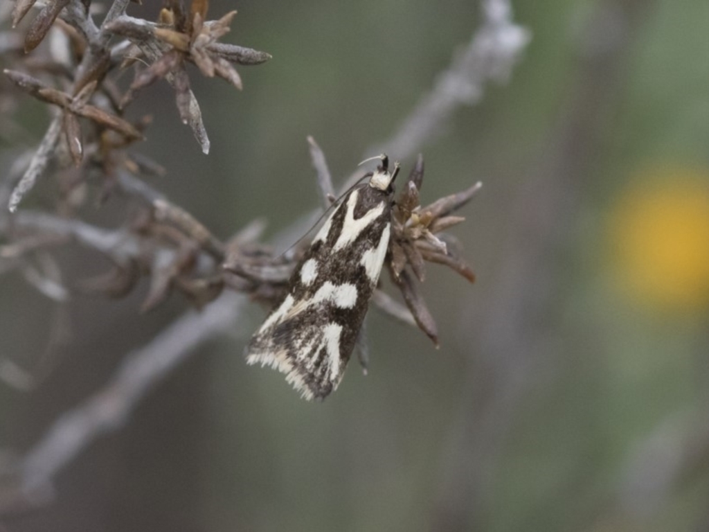 Epithymema incomposita at Michelago, NSW - 17 Mar 2019