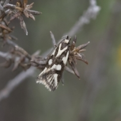 Epithymema incomposita (Chezela group) at Michelago, NSW - 16 Mar 2019 by Illilanga