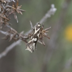 Epithymema incomposita at Michelago, NSW - 17 Mar 2019