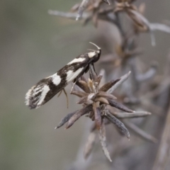 Epithymema incomposita at Michelago, NSW - 17 Mar 2019