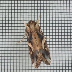 Spodoptera litura (Cluster Caterpillar, Tobacco Cutworm) at Tathra, NSW - 10 Mar 2019 by Steve Mills