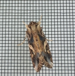 Spodoptera litura at Tathra, NSW - 10 Mar 2019 11:31 AM