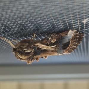 Spodoptera litura at Tathra, NSW - 10 Mar 2019 11:31 AM