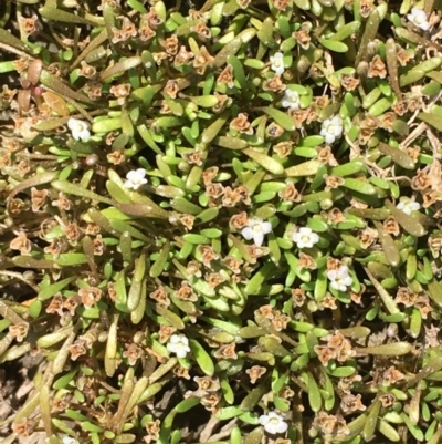 Glossostigma diandrum (Spoon-leaf Mud-mat) at Jerrabomberra Wetlands - 21 Jan 2018 by JaneR