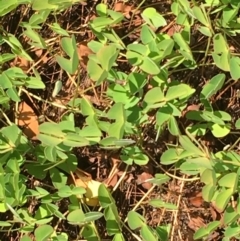 Marsilea sp. (A Nardoo) at Jerrabomberra Wetlands - 21 Jan 2018 by JaneR