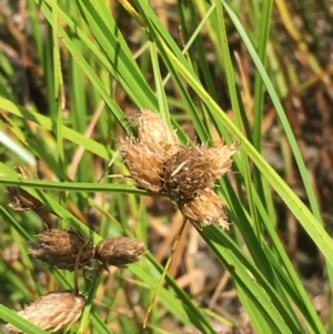 Bolboschoenus medianus at Fyshwick, ACT - 21 Jan 2018