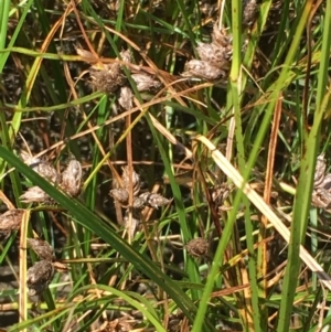 Bolboschoenus medianus at Fyshwick, ACT - 21 Jan 2018