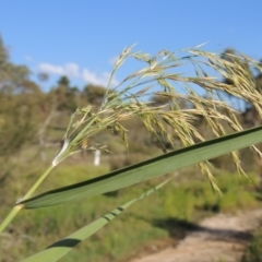 Phragmites australis (Common Reed) at Paddys River, ACT - 20 Feb 2019 by michaelb