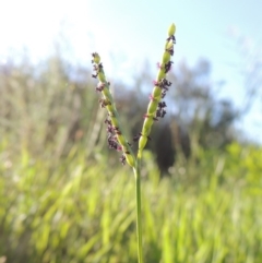 Paspalum distichum (Water Couch) at Paddys River, ACT - 20 Feb 2019 by michaelb