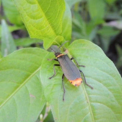 Chauliognathus lugubris (Plague Soldier Beetle) at Paddys River, ACT - 20 Feb 2019 by michaelb