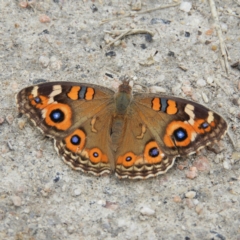 Junonia villida (Meadow Argus) at Gibraltar Pines - 23 Mar 2019 by MatthewFrawley