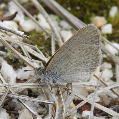 Zizina otis (Common Grass-Blue) at Namadgi National Park - 23 Mar 2019 by MatthewFrawley