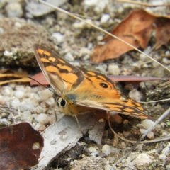 Heteronympha penelope (Shouldered Brown) at Paddys River, ACT - 23 Mar 2019 by MatthewFrawley