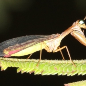 Mantispidae (family) at Majura, ACT - 6 Mar 2019 09:18 PM