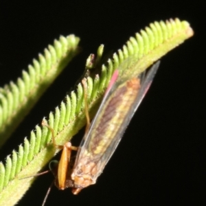 Mantispidae (family) at Majura, ACT - 6 Mar 2019 09:18 PM