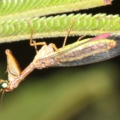 Mantispidae (family) at Majura, ACT - 6 Mar 2019 09:18 PM