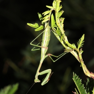 Pseudomantis albofimbriata (False garden mantis) at Mount Ainslie - 6 Mar 2019 by jbromilow50