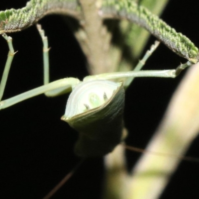 Orthodera ministralis (Green Mantid) at Majura, ACT - 8 Feb 2019 by jb2602