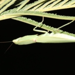 Orthodera ministralis at Majura, ACT - 8 Feb 2019