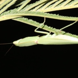 Orthodera ministralis at Majura, ACT - 8 Feb 2019 09:41 PM