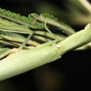 Orthodera ministralis at Majura, ACT - 8 Feb 2019 09:41 PM