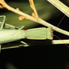 Orthodera ministralis at Majura, ACT - 8 Feb 2019 09:41 PM