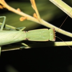 Orthodera ministralis at Majura, ACT - 8 Feb 2019 09:41 PM