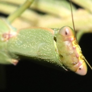 Orthodera ministralis at Majura, ACT - 8 Feb 2019 09:41 PM