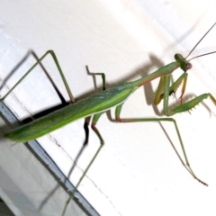 Pseudomantis albofimbriata (False garden mantis) at Ainslie, ACT - 4 Mar 2019 by jbromilow50