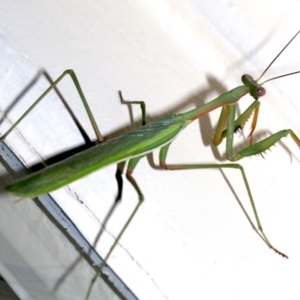 Pseudomantis albofimbriata at Ainslie, ACT - 4 Mar 2019 10:15 PM