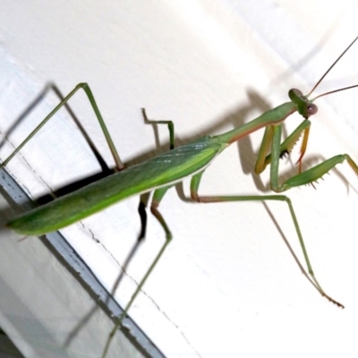 Pseudomantis albofimbriata (False garden mantis) at Ainslie, ACT - 4 Mar 2019 by jb2602