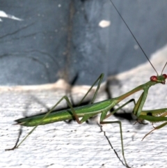 Pseudomantis albofimbriata at Ainslie, ACT - 4 Mar 2019