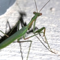 Pseudomantis albofimbriata at Ainslie, ACT - 4 Mar 2019 10:15 PM