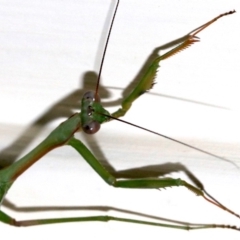 Pseudomantis albofimbriata at Ainslie, ACT - 4 Mar 2019 10:15 PM