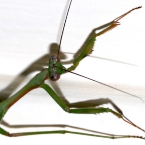 Pseudomantis albofimbriata at Ainslie, ACT - 4 Mar 2019 10:15 PM