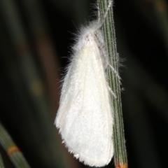 Lymantriinae (subfamily) (Unidentified tussock moths) at Mount Ainslie - 6 Mar 2019 by jb2602