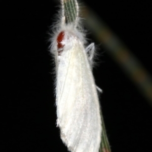 Lymantriinae (subfamily) at Ainslie, ACT - 6 Mar 2019 09:49 PM