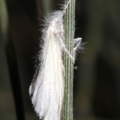 Lymantriinae (subfamily) at Ainslie, ACT - 6 Mar 2019 09:49 PM