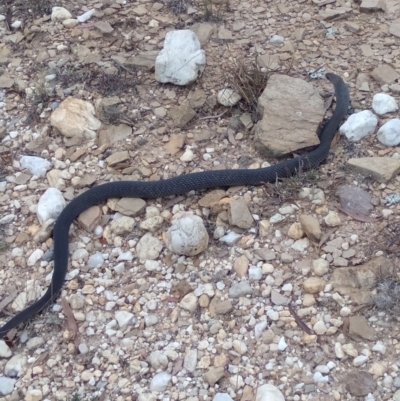 Pseudonaja textilis (Eastern Brown Snake) at Lake George, NSW - 23 Mar 2019 by MPennay