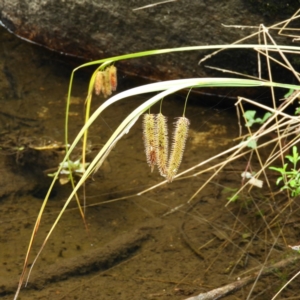 Carex fascicularis at Cotter River, ACT - 23 Mar 2019