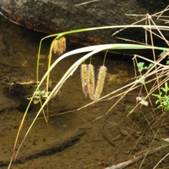 Carex fascicularis (Tassel Sedge) at Cotter River, ACT - 23 Mar 2019 by MatthewFrawley