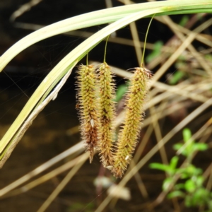 Carex fascicularis at Cotter River, ACT - 23 Mar 2019
