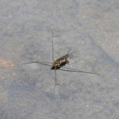 Tenagogerris euphrosyne (Water Strider) at Namadgi National Park - 23 Mar 2019 by MatthewFrawley