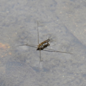 Tenagogerris euphrosyne at Cotter River, ACT - 23 Mar 2019