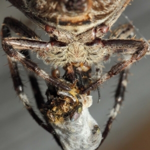 Milichiidae (family) at Hackett, ACT - 22 Mar 2019 12:08 PM