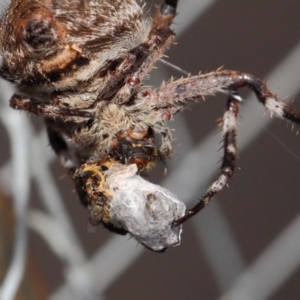 Milichiidae (family) at Hackett, ACT - 22 Mar 2019 12:08 PM