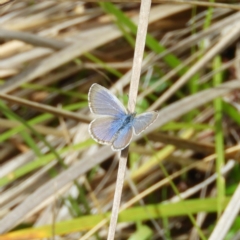 Zizina otis (Common Grass-Blue) at Cotter River, ACT - 23 Mar 2019 by MatthewFrawley